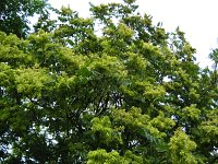 summer photograph Hemelboom__Ailanthus_altissima__Tree_of_heavenimg_2685.jpg