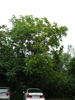 summer photograph Hemelboom__Ailanthus_altissima__Tree_of_heavenimg_2934.jpg