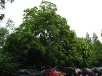 summer photograph Hemelboom__Ailanthus_altissima__Tree_of_heavenimg_2935.jpg