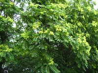 summer photograph Hemelboom__Ailanthus_altissima__Tree_of_heavenimg_2936.jpg