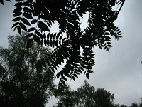 summer photograph Hemelboom__Ailanthus_altissima__Tree_of_heavenimg_2943.jpg