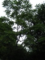 summer photograph Hemelboom__Ailanthus_altissima__Tree_of_heavenimg_2945.jpg
