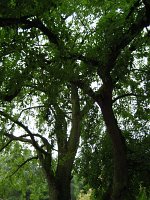summer photograph Hemelboom__Ailanthus_altissima__Tree_of_heavenimg_2949.jpg