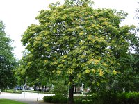 summer photograph Hemelboom__Ailanthus_altissima__Tree_of_heavenimg_3334.jpg