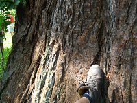 summer photograph Reuze_sequoia_Mammoetboom__Sequoiadendron_giganteum__Giant_sequoiaimg_0443.jpg