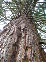 summer photograph Reuze_sequoia_Mammoetboom__Sequoiadendron_giganteum__Giant_sequoiaimg_0448.jpg