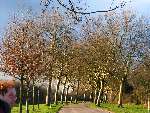 foto bomen: Gewone_plataan__Platanus_hybrida__London_planetree 