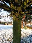 foto bomen: winterbark2 
