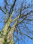 foto bomen: Hollandse_linde__Tilia_x_vulgaris__Common_linden 
