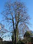 foto bomen: Hollandse_linde__Tilia_x_vulgaris__Common_linden 