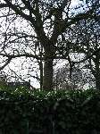 foto bomen: Okkernoot_Walnoot__Juglans_regia__Common_or_Black_walnut 