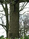 foto bomen: Okkernoot_Walnoot__Juglans_regia__Common_or_Black_walnut 