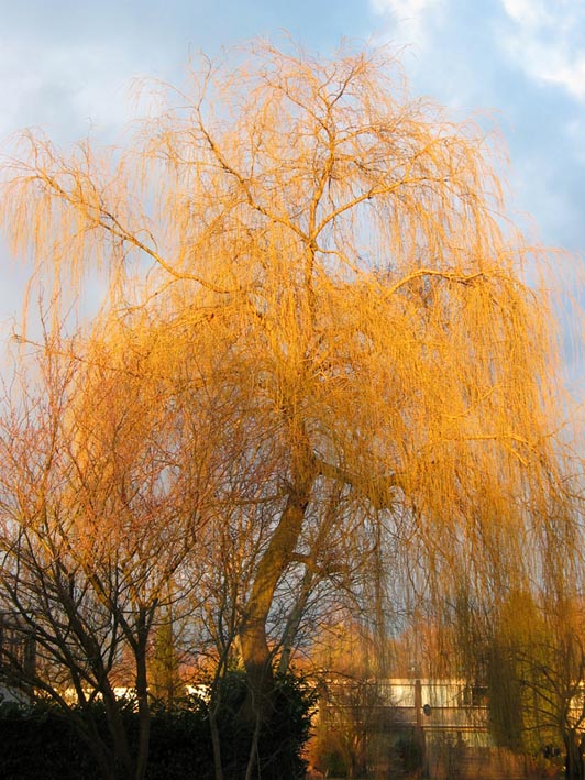 Weeping+willow+tree+bark