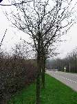 foto bomen: Witte_acacia__Robinia_pseudoacacia__Black_locust 