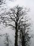 foto bomen: winterbark2 
