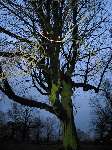 foto bomen: Witte_paardenkastanje__Aesculus_hippocastanum__Horse_chestnut 