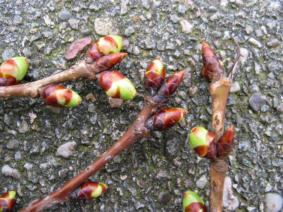 Bud key for recognizing Dutch hardwood trees in the winter