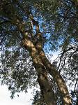 summer photograph Eucalyptus__Eucalyptus_globulus__Blue_gum_treeimg_6626.jpg