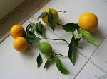 summer photograph Grapefruit__Citrus_paradisi__Grapfruitimg_6771blad.jpg