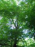 summer photograph Haagbeuk__Carpinus_betulus__European_hornbeamimg_4782.jpg