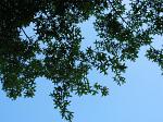 summer photograph Moeraseik__Quercus_palustris__Pin_oakimg_4293.jpg