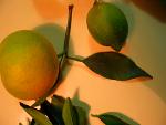 summer photograph Sinaasappel__Citrus_sinensis__Orangeimg_6763.jpg