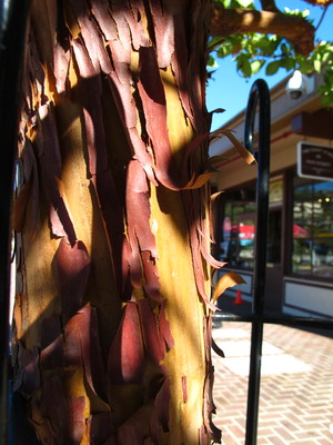  picture  Aardbeiboom |Arbutus_unedo