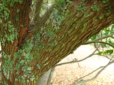  picture  Aardbeiboom |Arbutus_unedo