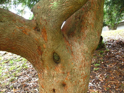  picture  Aardbeiboom |Arbutus_unedo