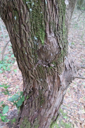  picture  Aardbeiboom |Arbutus_unedo