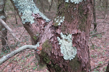  picture  Aardbeiboom |Arbutus_unedo