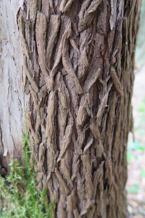  picture  Aardbeiboom |Arbutus_unedo