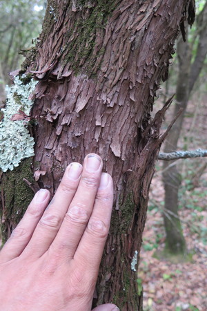  picture  Aardbeiboom |Arbutus_unedo