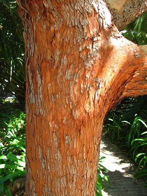  picture  Aardbeiboom |Arbutus_unedo