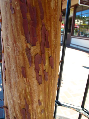  picture  Aardbeiboom |Arbutus_unedo