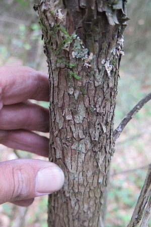  picture  Aardbeiboom |Arbutus_unedo