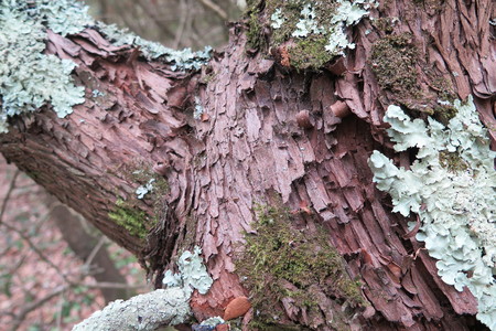  picture  Aardbeiboom |Arbutus_unedo