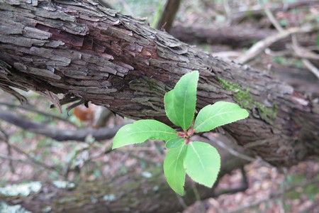  picture  Aardbeiboom |Arbutus_unedo