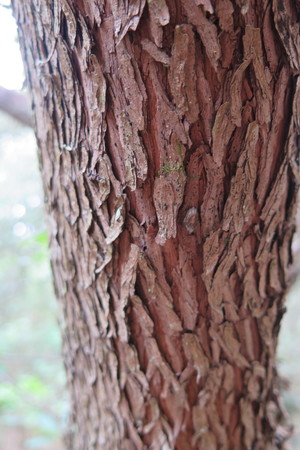  picture  Aardbeiboom |Arbutus_unedo