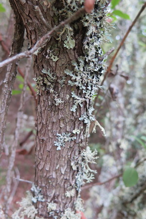  picture  Aardbeiboom |Arbutus_unedo