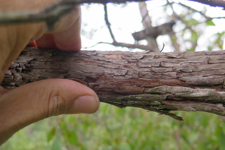  picture  Aardbeiboom |Arbutus_unedo