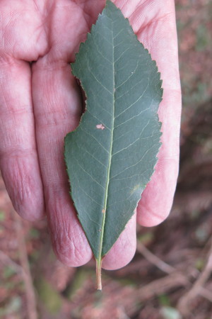  picture  Aardbeiboom |Arbutus_unedo