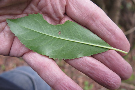  picture  Aardbeiboom |Arbutus_unedo