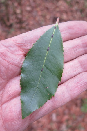  picture  Aardbeiboom |Arbutus_unedo