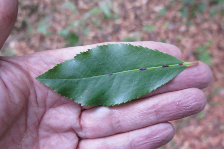  picture  Aardbeiboom |Arbutus_unedo