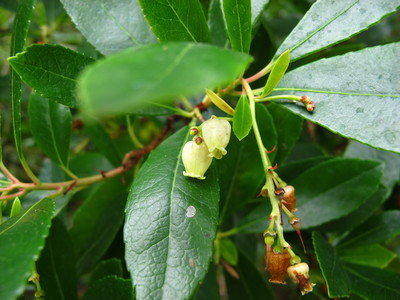  picture  Aardbeiboom |Arbutus_unedo