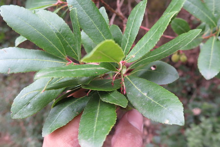  picture  Aardbeiboom |Arbutus_unedo