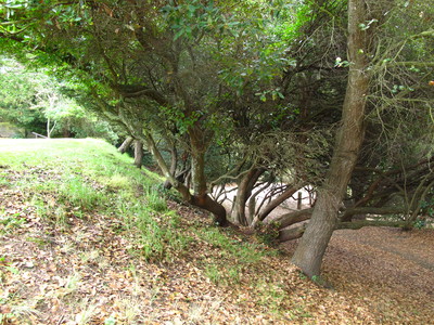  picture  Aardbeiboom |Arbutus_unedo