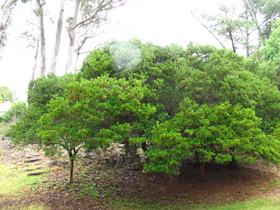  picture  Aardbeiboom |Arbutus_unedo