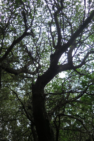  picture  Aardbeiboom |Arbutus_unedo